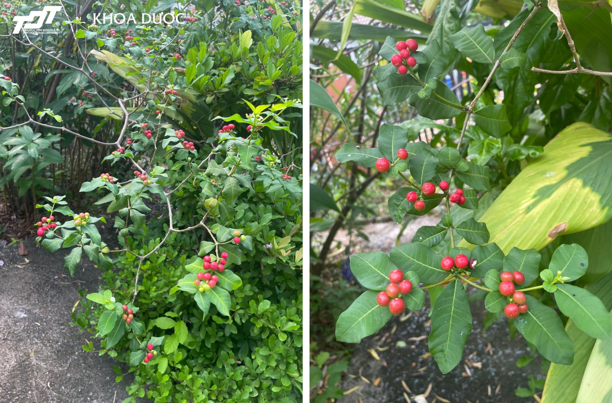 bgbl