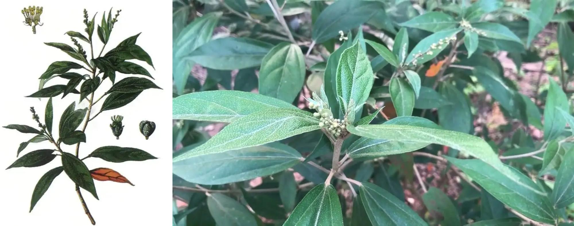 Kho sam
