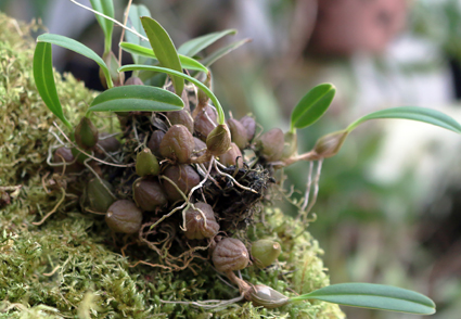 Bulbophyllum